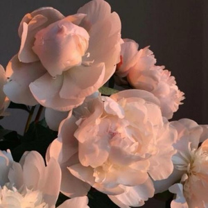 国产福利免费视频
